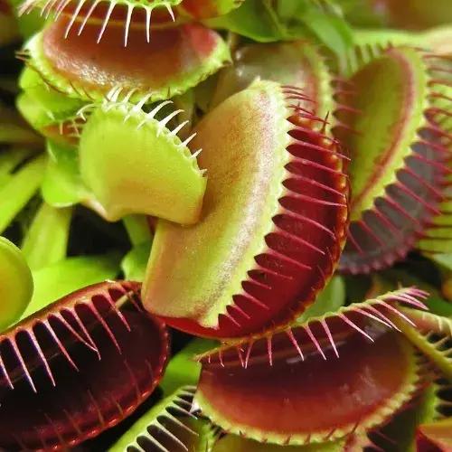 Carnivorous Plants
