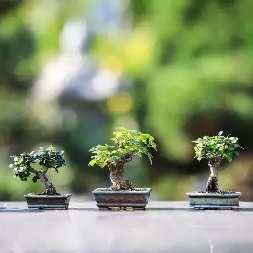 Indoor Bonsai Plants