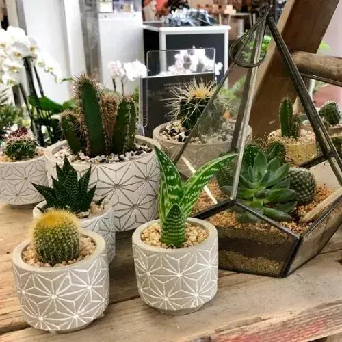 Indoor Succulents and Cactus