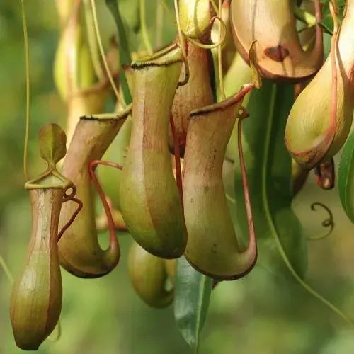 Interesting and Rare Plants