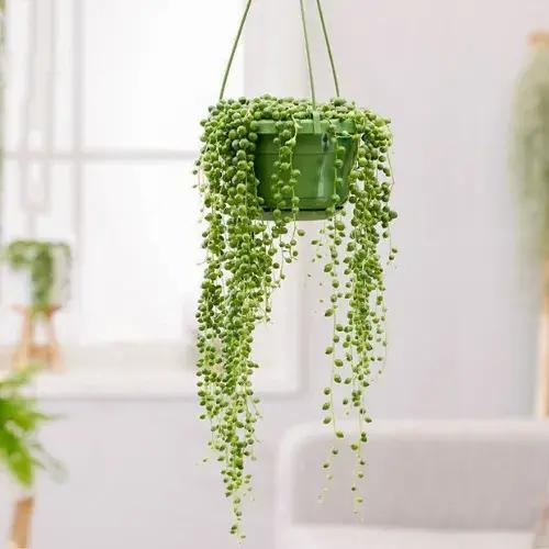 Hanging Plants
