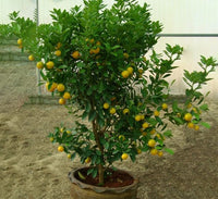 Citrus mitis or Chinese oranges "1.3m-1.5m" البرتقال الصيني