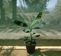 Musa paradisiaca "Banana Tree" 0.5-0.8m شجرة الموز