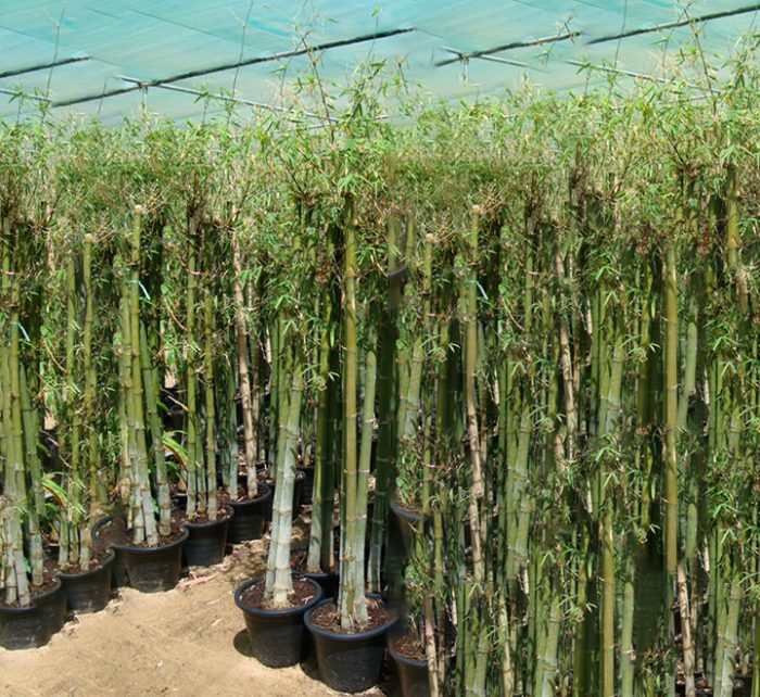 Bambus green or Tropical Bamboo 1.5 - 1.8m