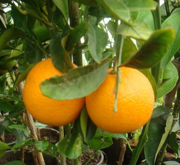 Citrus orange or Orange Tree