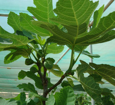 Ficus carica "Fig Tree" 1.0m - 1.7m شجرة التين