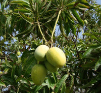 Mangifera indica Or Mango Tree شجرة المانجو