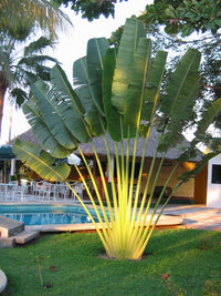 Ravenala madagascariensis "Traveller's Palm"