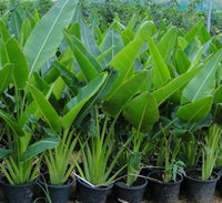Ravenala madagascariensis "Traveller's Palm"