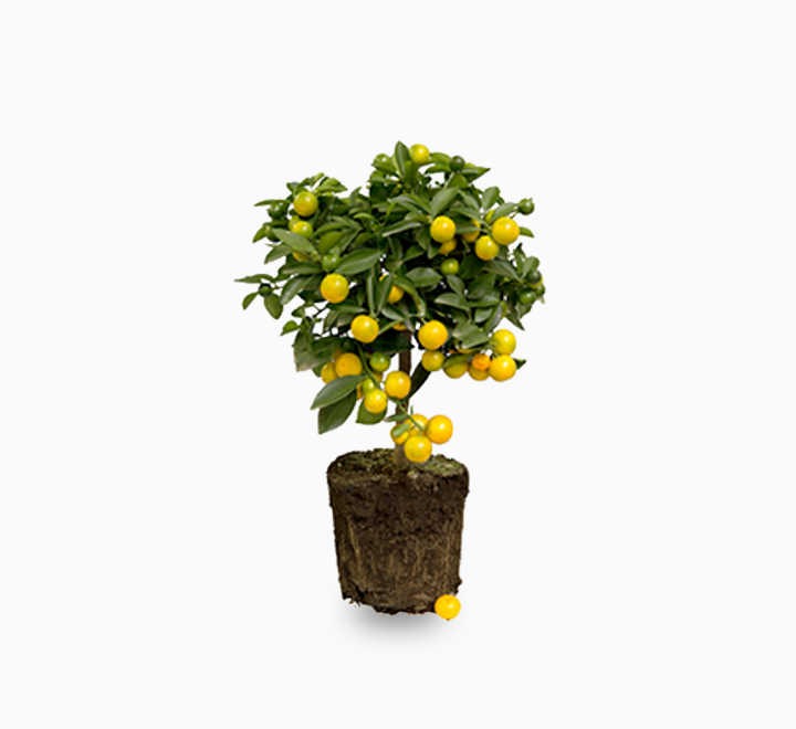 Dwarf Lemon Tree 50 - 70cm
