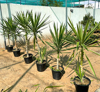 Yucca elephantipes variegata or Variegated Spineless Yucca