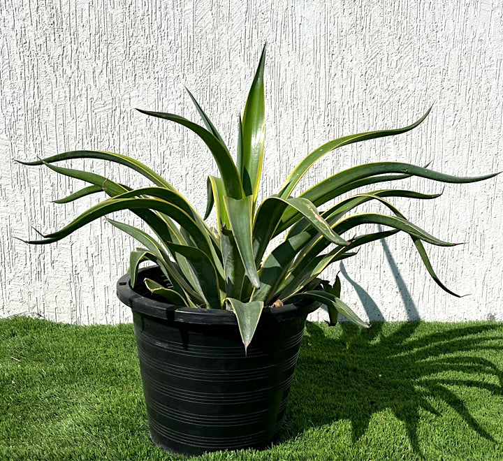 Agave Attenuata Variegata or Variegated Spineless Century Plant 40-60cm
