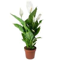 Spathiphyllum or Peace Lily “زنبق السلام”
