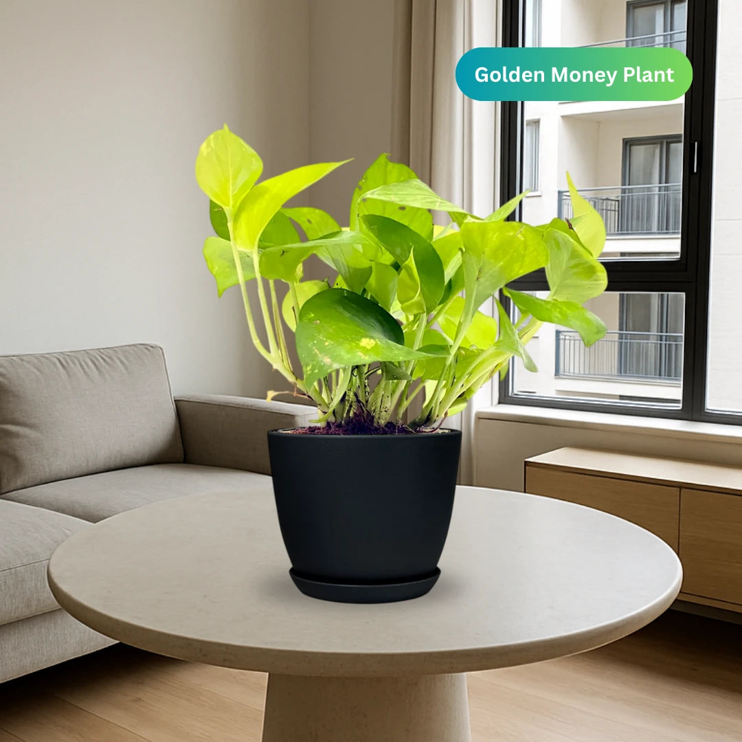 Money Plant “Epipremnum aureum"