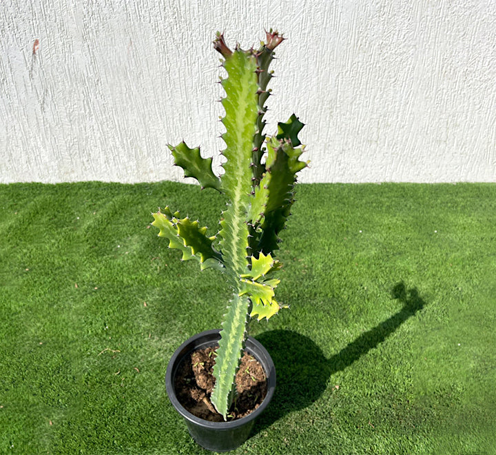 Euphorbia lactea or Dragoon bones tree 0.5-0.7m