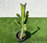Euphorbia lactea or Dragoon bones tree 0.5-0.7m