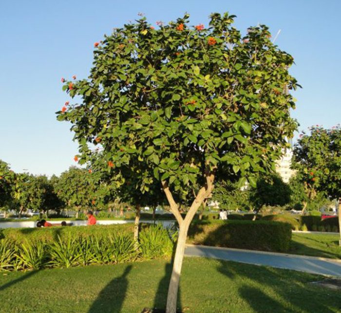 Cordia sebestena or Orange Geiger Tree