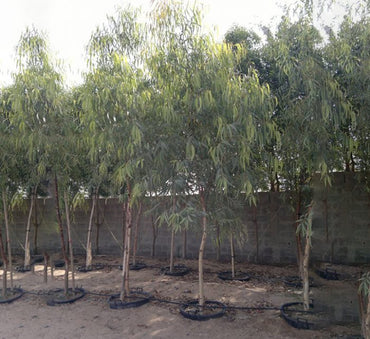 Eucalyptus camaldulensis