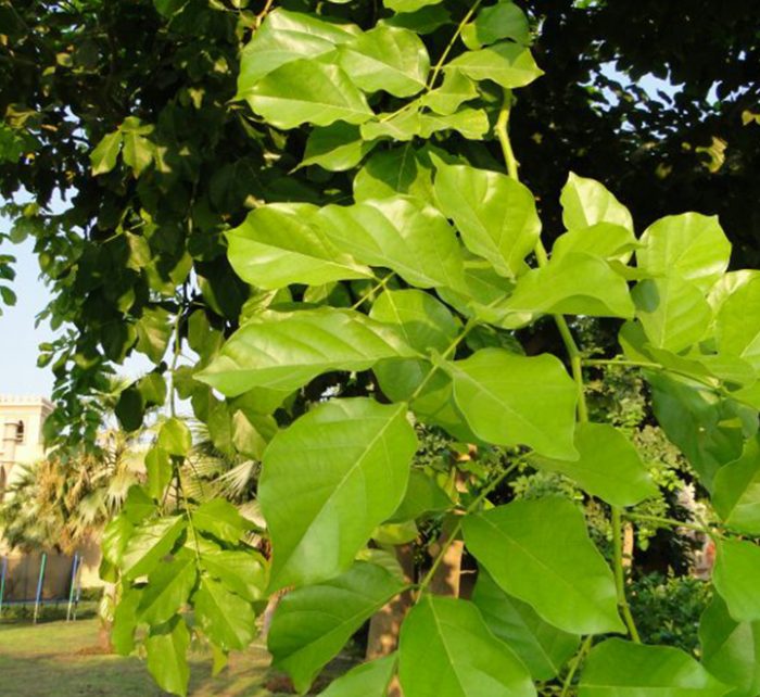 Pongamia glabra or Pongame oil Tree