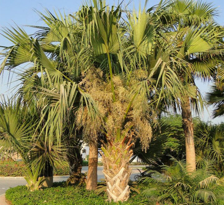 Sabal palmetto "Cabbage Palmetto, Sabal Palm, Carolina Palmetto"