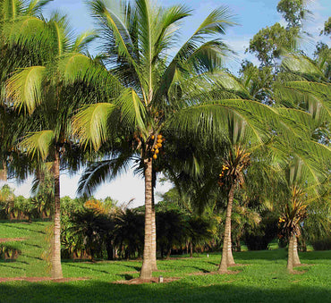 Cocos nucifera "Coconut Palm" نخلة جوز الهند