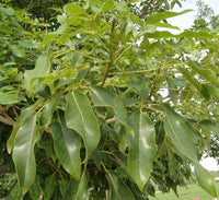 Tabebuia pentaphylla "Trumpet Tree or Pink Poui"