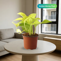 Money Plant “Epipremnum aureum"