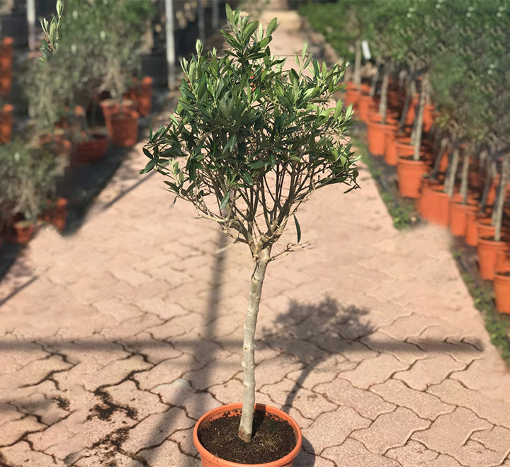 Olea europea or Olive Tree "1.0m-2.2m" شجرة زيتون