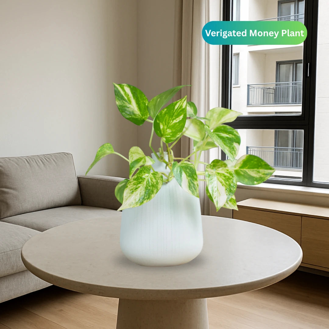 Money Plant “Epipremnum aureum"