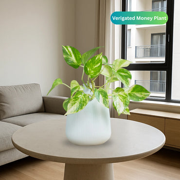 Money Plant “Epipremnum aureum"