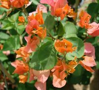 Bougainvillea spectabilis “30 to 160cm” Orange