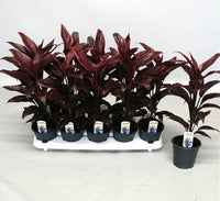 Cordyline Fruticosa Mambo "Good luck plant" 25-30cm