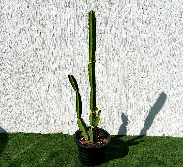 Pachycereus gaumeri or Kanzacam Cactus 0.4-0.6m