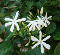 Jasminum grandiflora Or Jasmine Climber 0.8 - 1.5m