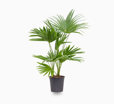 Livistona chinensis "Chinese Fan Palm or Fountain Palm"