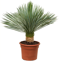 Beaked Yucca "Yucca Rostrata"