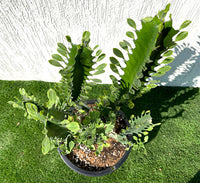 Euphorbia trigona "Candelabra Cactus" 0.6-0.8m