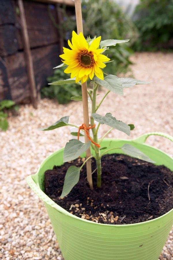 Ornamental Sunflower "Helianthus annuus" 0.4-0.5m