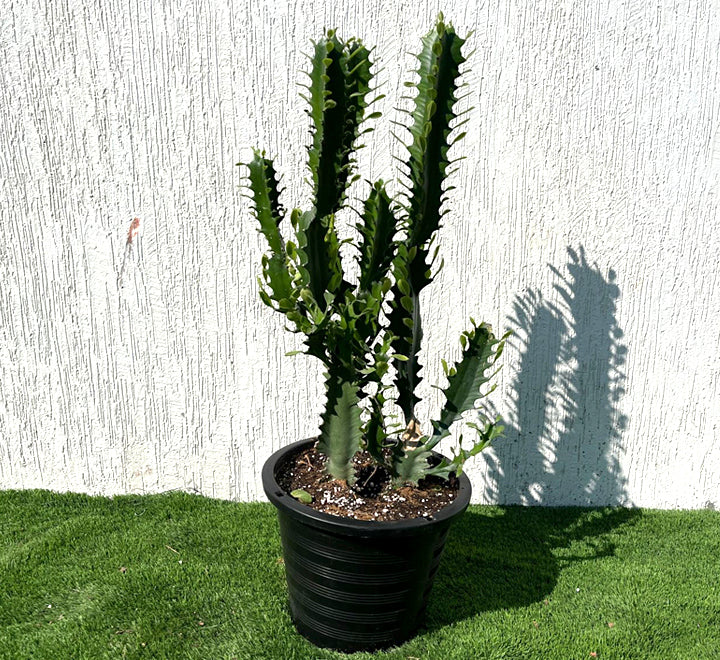 Euphorbia trigona "Candelabra Cactus" 0.6-0.8m