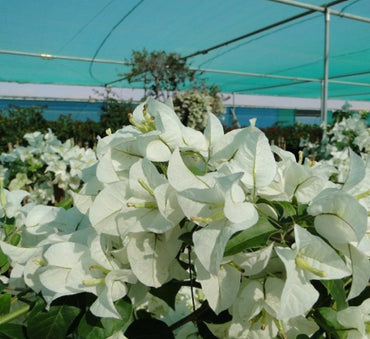 Bougainvillea glabra "30 to 160cm" White