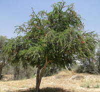 Pithecellobium dulce, Jungle JalebI or Madras Thorn