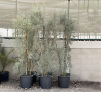 Casuarina equisetifolia "Australian pine tree" 1.6-2.0m