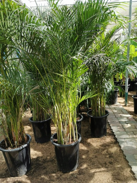 Chrysalidocarpus lutescens or Areca palm (Outdoor) فراشة النخيل