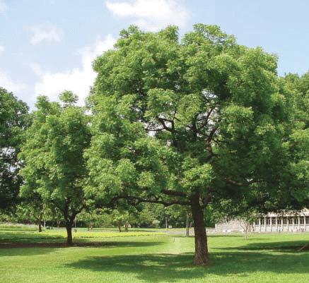 Azadirachta indica "Neem Tree"