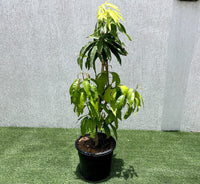 Mango Plant "Anwar Ratol" Pakistan's Sweetest Mangoes 1.2-1.5m