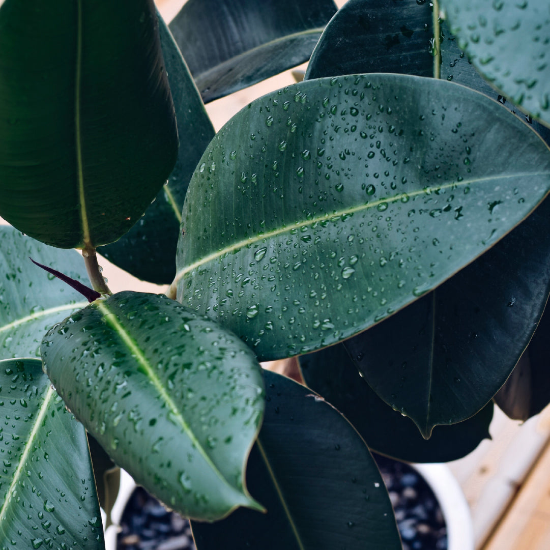 Rubber Plant - Ficus elastica ‘Abidjan’ (80–120 cm) Tall