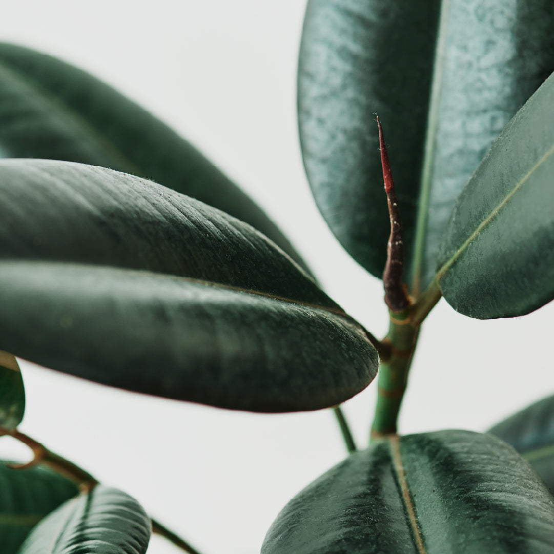 Close-up of green leaves with a blurred background