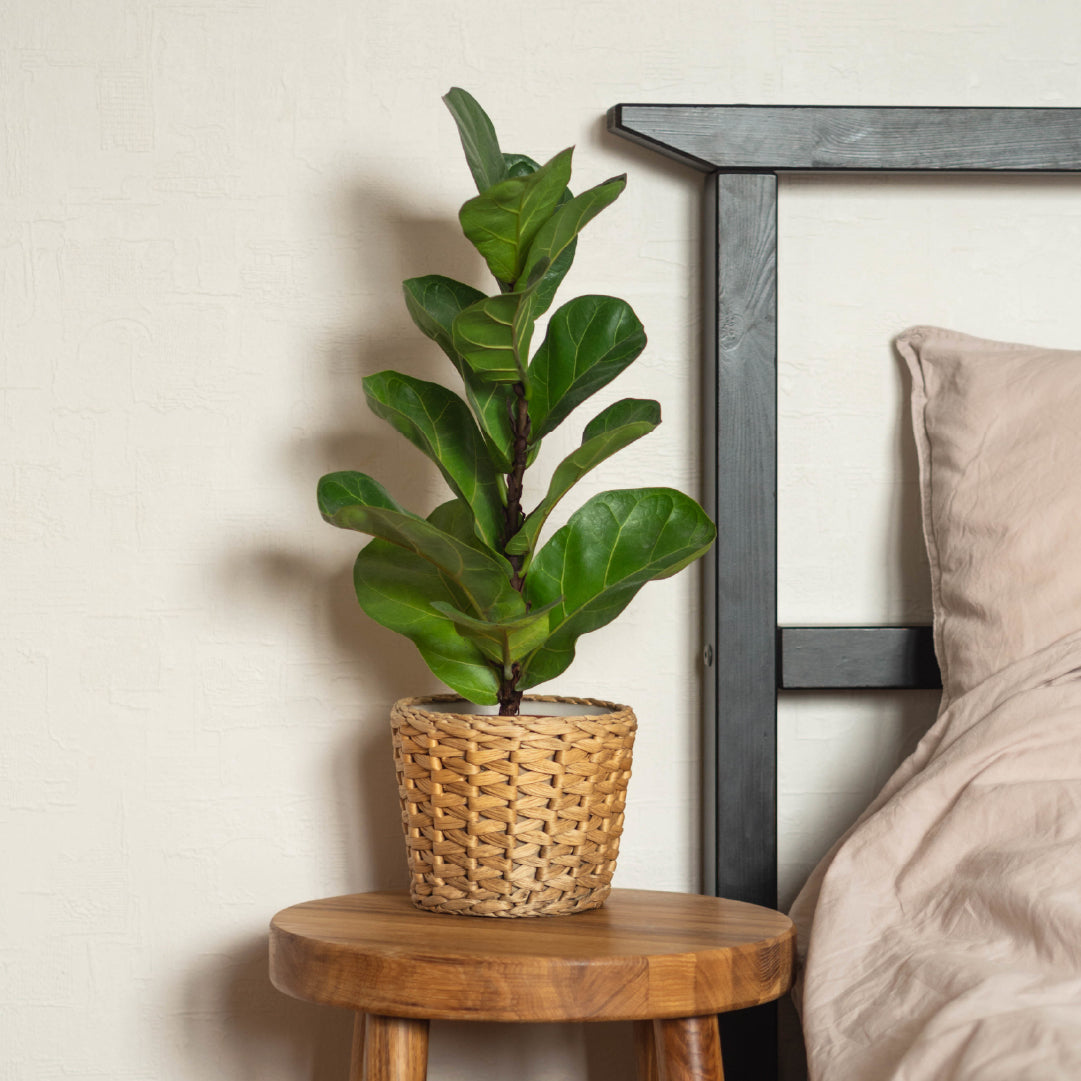 Fiddle leaf fig plant in a woven basket on a wooden side table next to a bed.