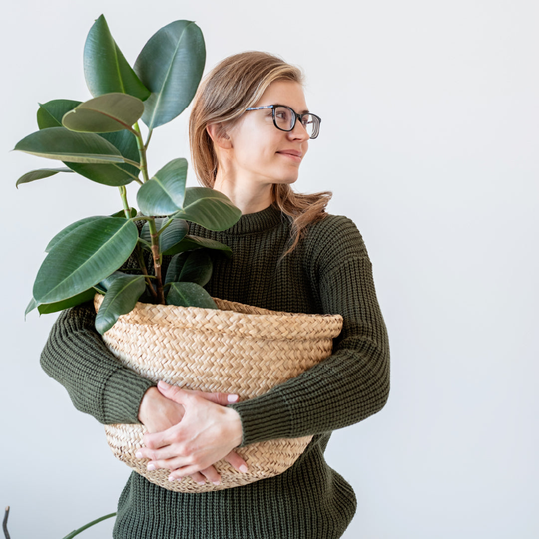 Rubber Plant held by a woman 
