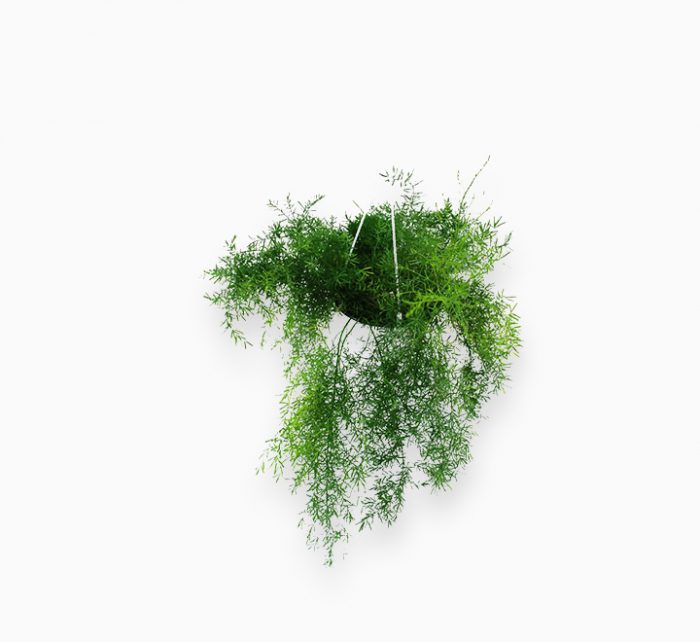 Asparagus Hanging